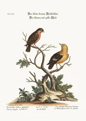 The little brown Bullfinch. The black and yellow Manakin, 1749-73